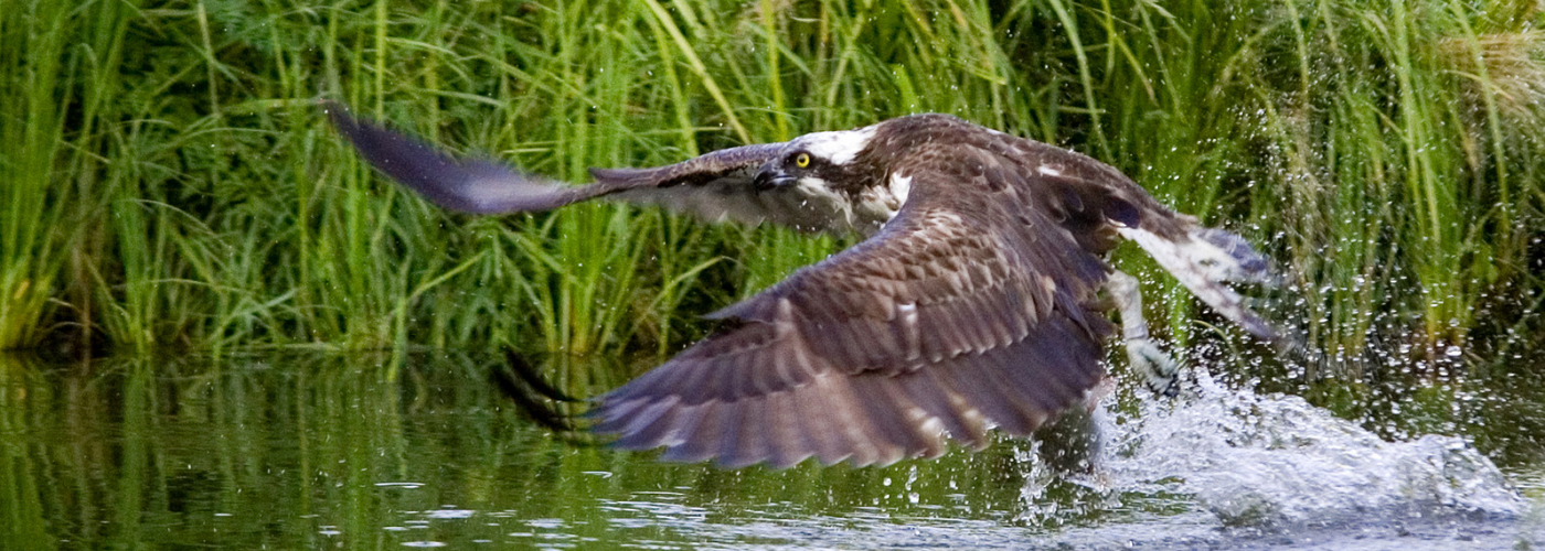 An osprey flies parallel to the water along a vibrant green and natural shoreline